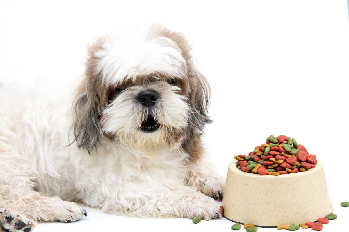 Melhor ração para Shih Tzu